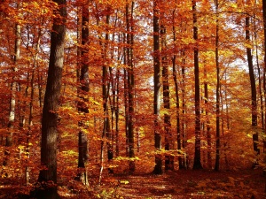 autumn-woods-copy