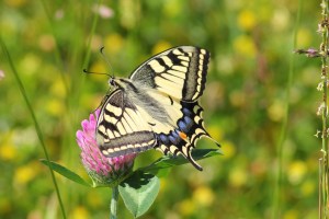 yellow swallowtail-butterfly