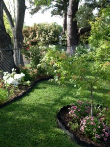 Garden tree and fenceline