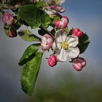 apple-blossom