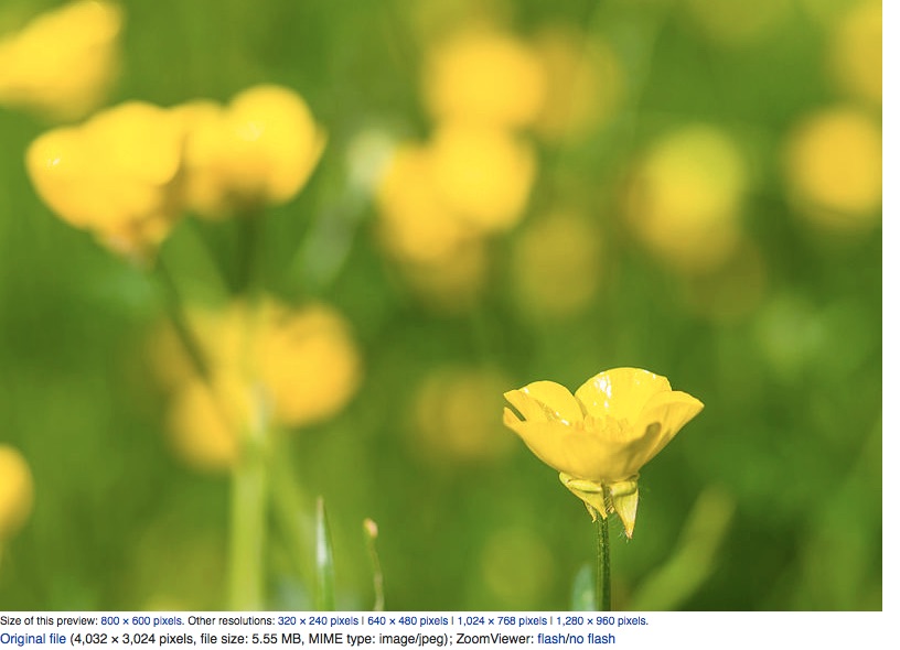 Battling Buttercups – A Lesson on Weeds | joanneeddy's blog