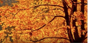 Autumn Maple Tree copy