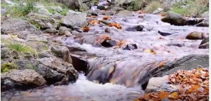 Stream with leaves copy