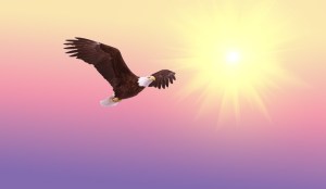 bald-eagle-in flight