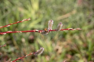 pussy willow