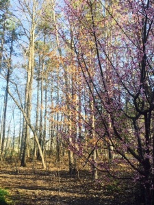 Cherry tree woods