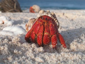 red hermit crab