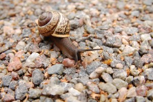 snail crawling on rocks