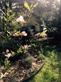 Spring magnolia garden