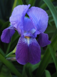 purple iris copy