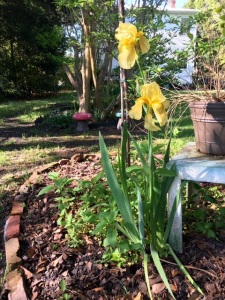 Yellow iris copy