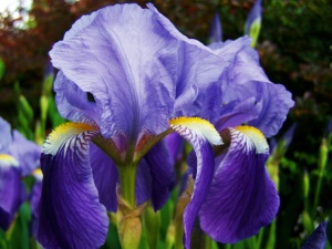 Fleur-de=lis iris