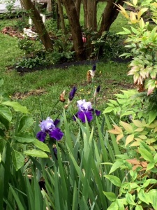 Grammie's iris