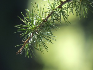 pine sprig