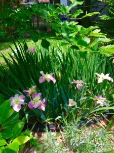 Water iris
