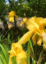 Yellow iris close