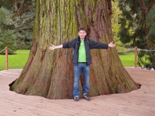 giant-redwood man showing girth copy