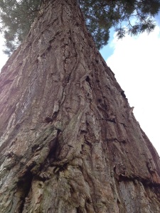 Huge vertical redwood copy