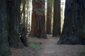 massive ca redwoods copy