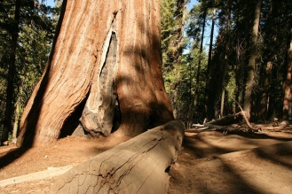 redwood dying copy
