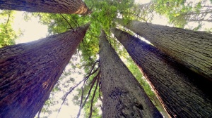 redwoods upward view copy
