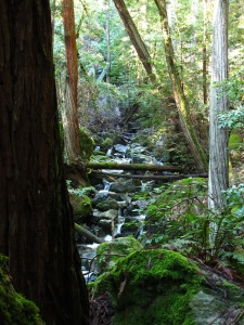 redwoods with stream