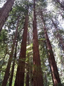 Tall redwoods copy