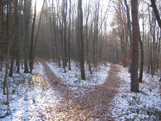 forest-paths in snow copy