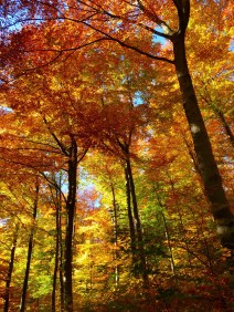 autumn-forest-copy