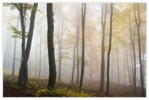 autumn-mist-in-trees