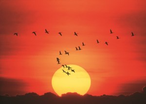 canada-geese-against-sunset