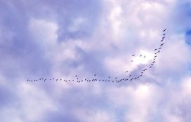 geese-against-blue-sky-copy