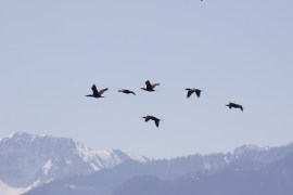 geese-in-mountains-copy