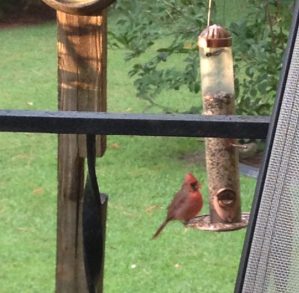 cardinal-at-the-feeder-copy