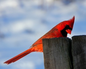 cardinal-copy