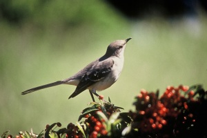 mockingbird-in-the-holly