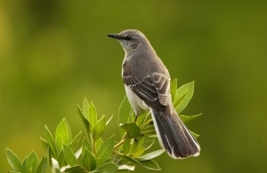 young-mockingbird-in-the-bay-tree